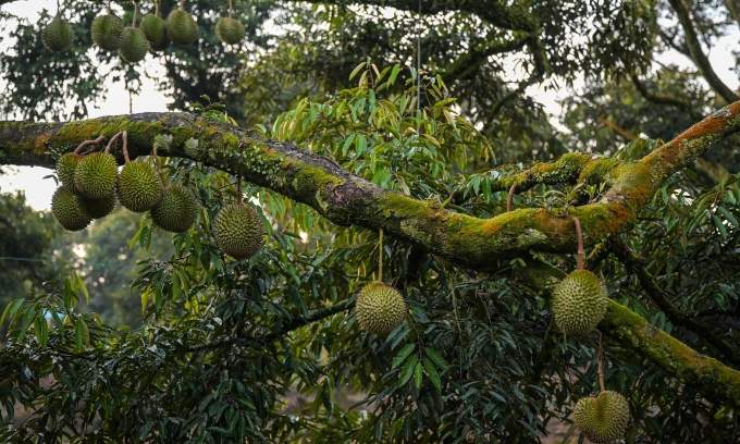 5 arrested in Malaysia’s Pahang over illegal Musang King durian orchards 5 arrested in Malaysia’s Pahang over illegal Musang King durian orchards