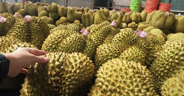 Giá sầu riêng tăng trở lại, bầu Đức tính trồng thêm 1.000 ha sầu riêng