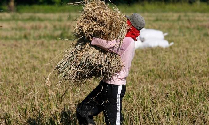 Philippines optimistic about record-high rice output Philippines optimistic about record-high rice output