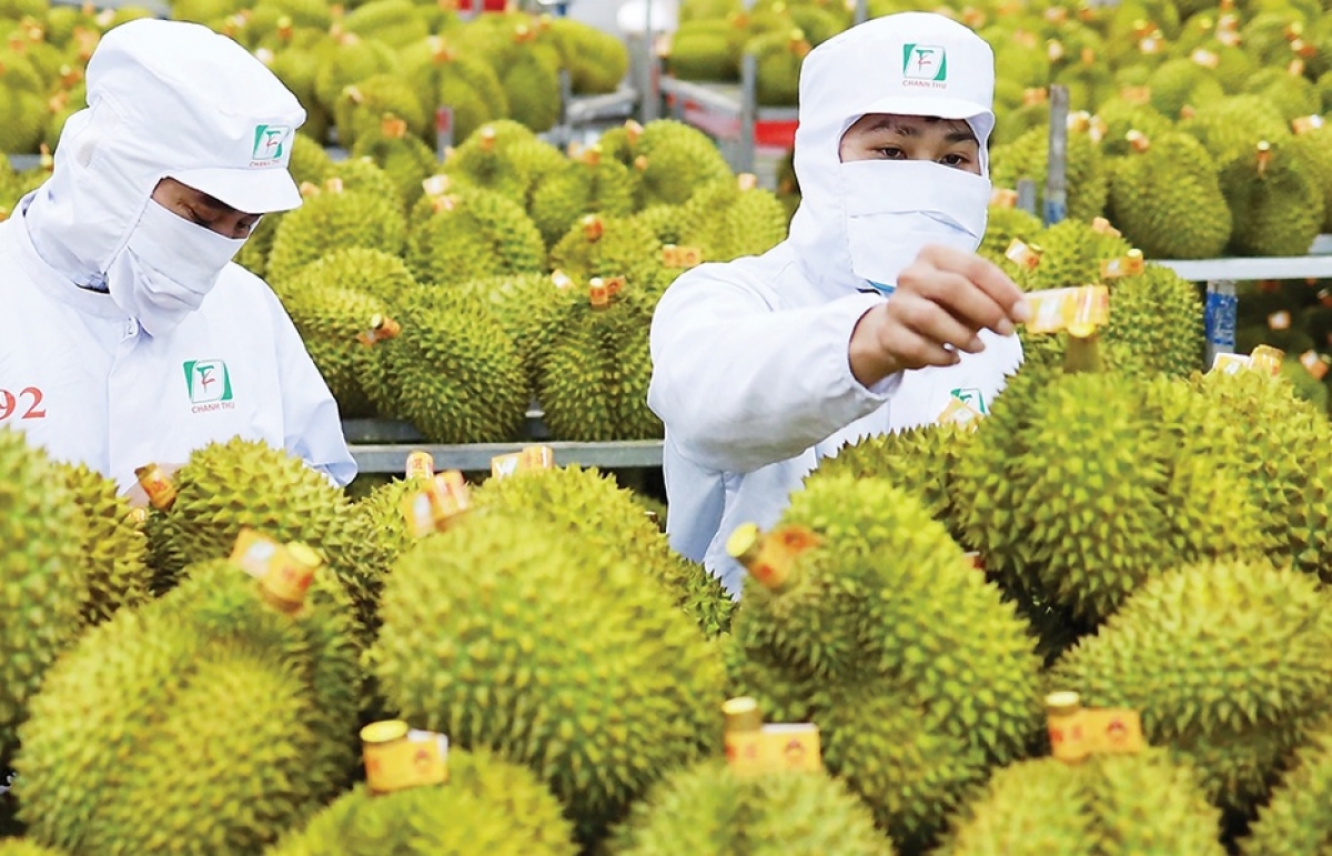 Vietnam’s durian exports hit  billion milestone