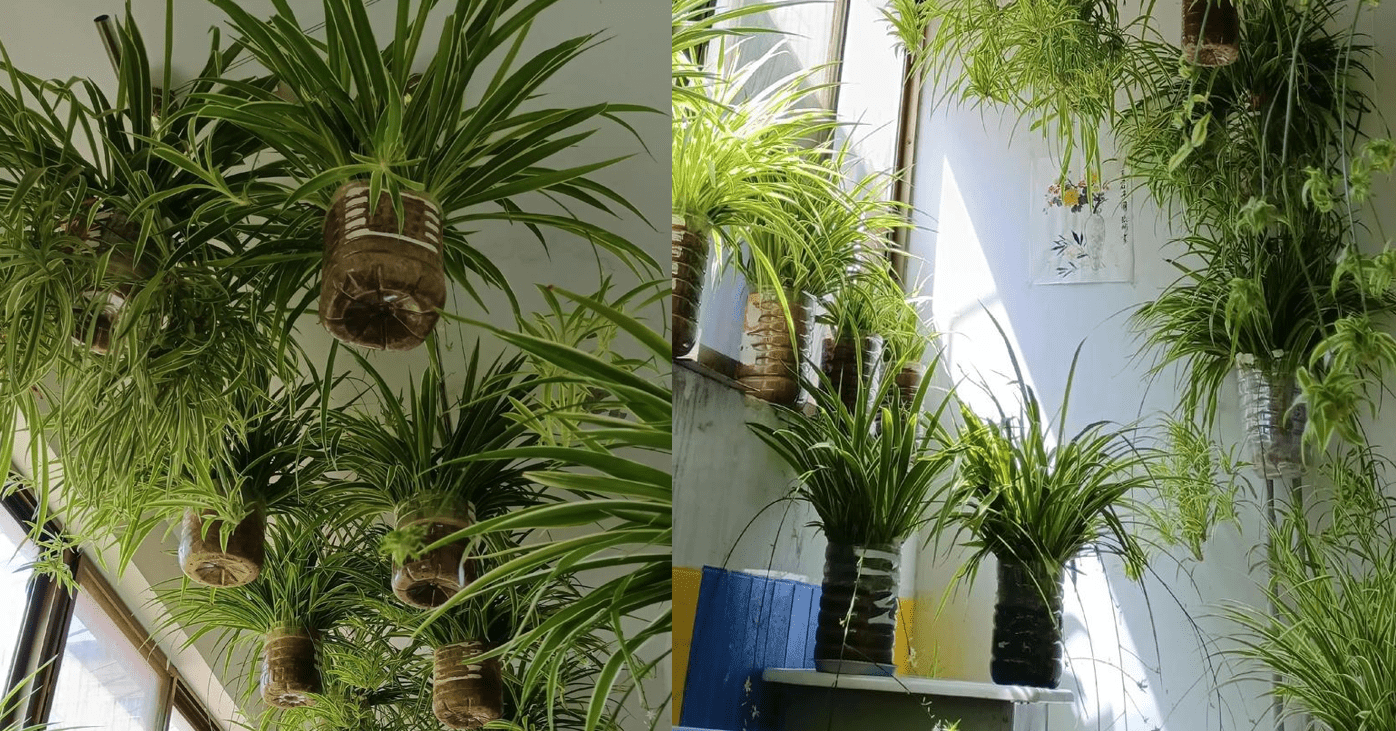 Người mệnh mộc trồng cây này cực hợp, cải thiện vận khí