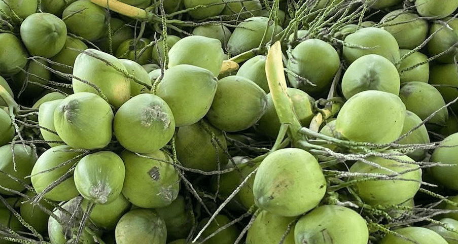 Giá dừa lao dốc, 50 nghìn mua được 12 quả