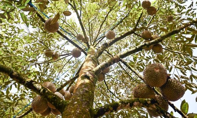 Malaysia farmers charged with money laundering involving 0,000 from illegally grown durians
