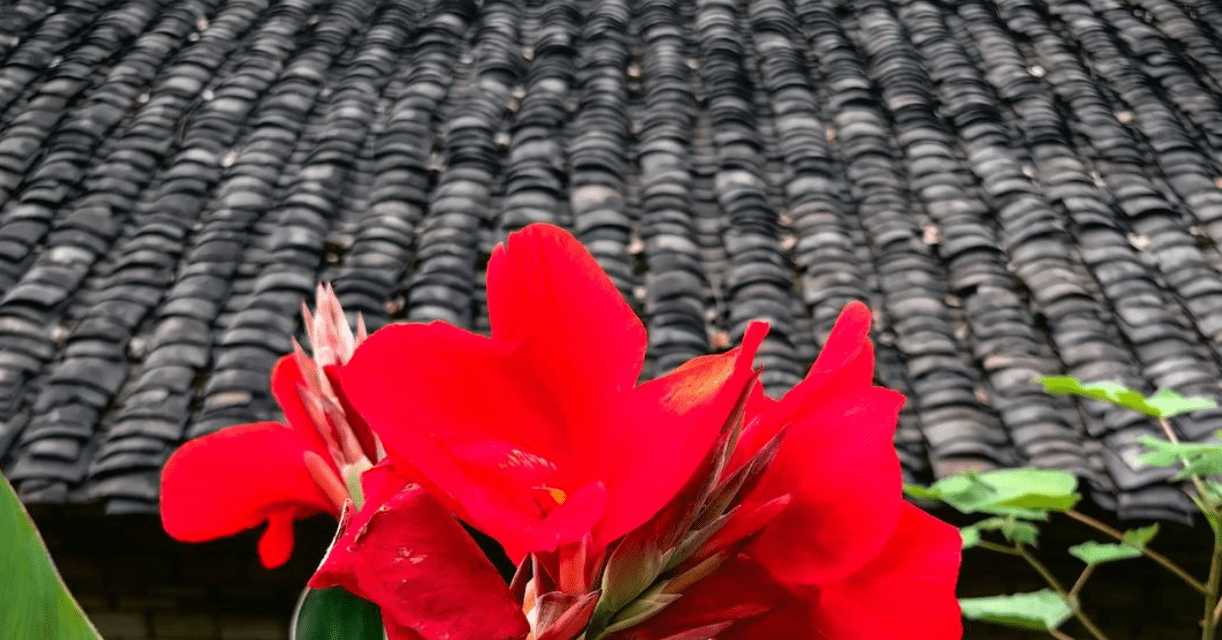Ý nghĩa phong thủy và cách trồng, chăm sóc cây Dong riềng đỏ