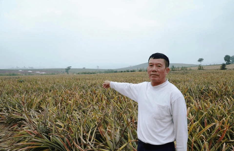 Bệnh thối nõn bùng phát, hàng trăm ha dứa tại Thanh Hoá, Nghệ An mất trắng