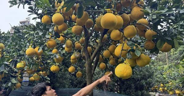 Bưởi Diễn tràn về TPHCM, giá bán tăng cao