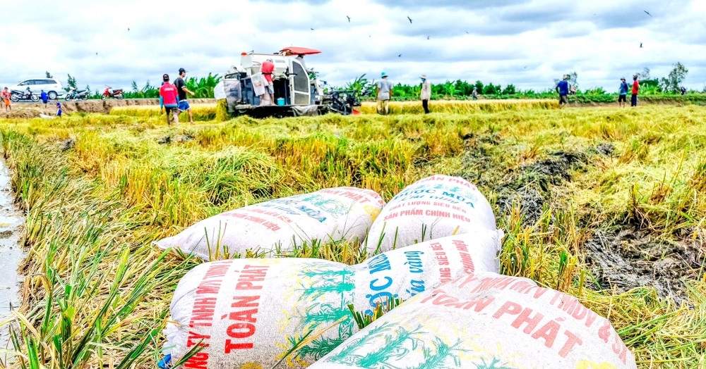 Giá gạo Việt giảm mạnh khi thị trường lớn nhất tạm dừng nhập khẩu