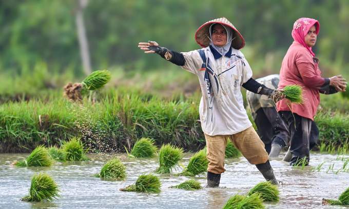 Indonesia to stop rice imports next year