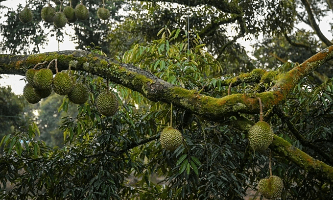 Malaysia seizes 1.2 tonnes of drugs from lab hidden in Penang durian orchard