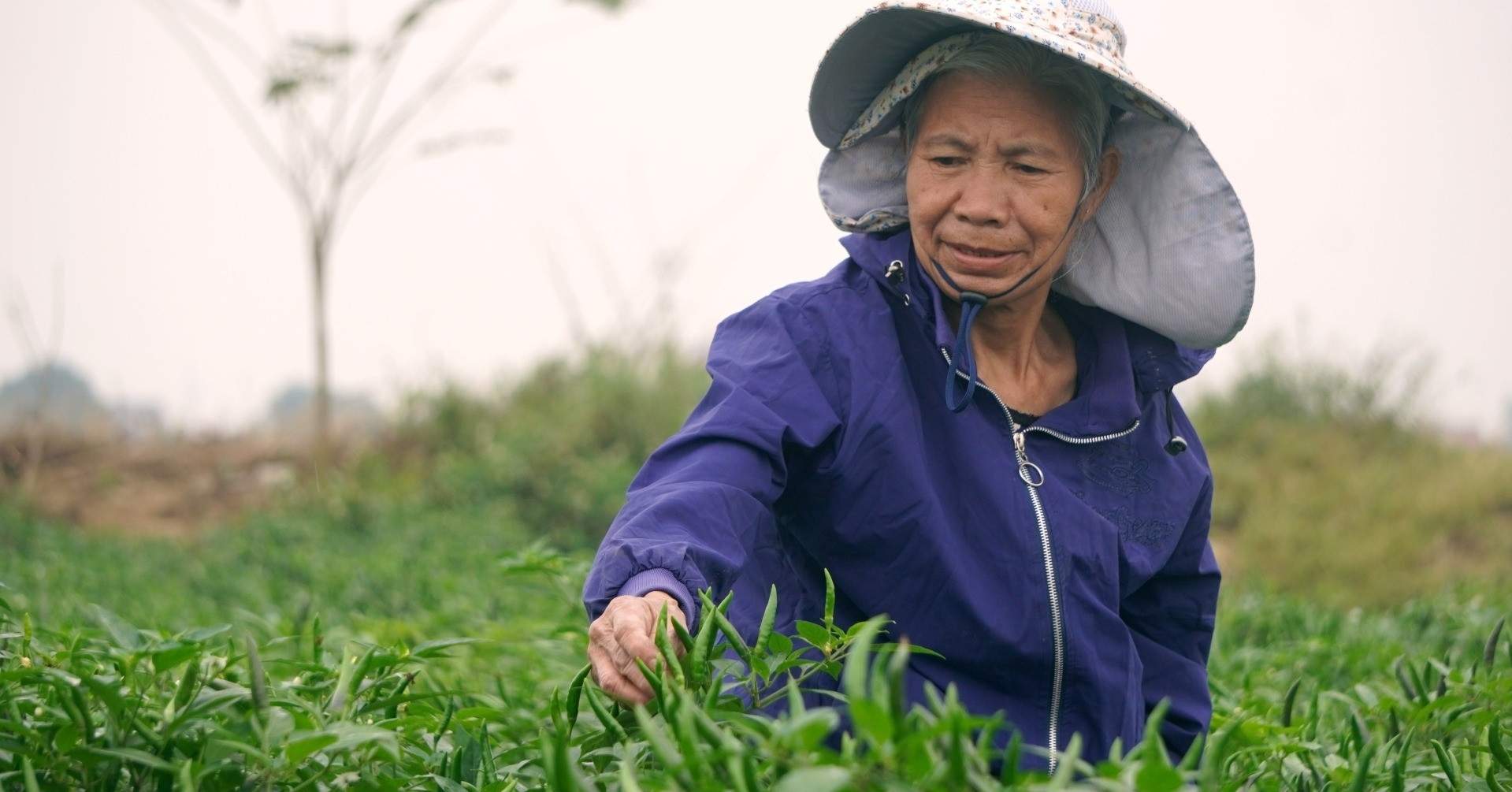Ớt được mùa, được giá, nông dân Thanh Hóa dựng chòi canh suốt đêm
