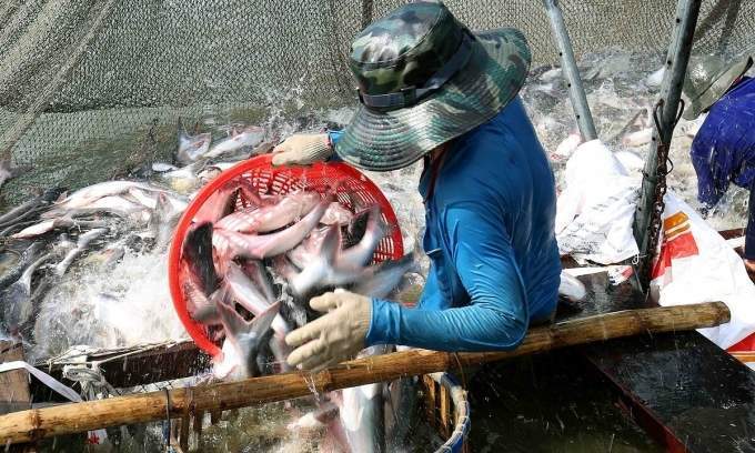 Pangasius exports forecast to reach .2B