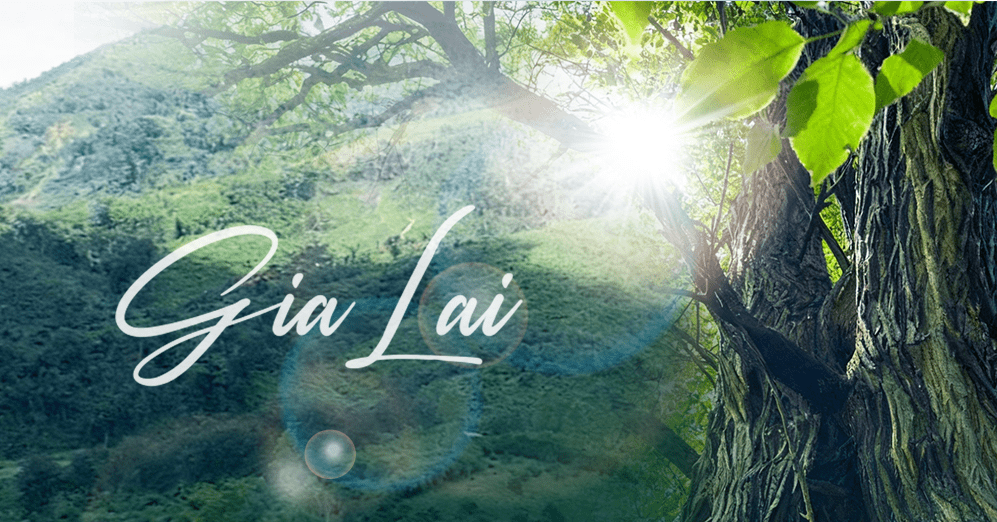 Phát huy lợi thế ‘rừng vàng’ vì mục tiêu phát triển bền vững