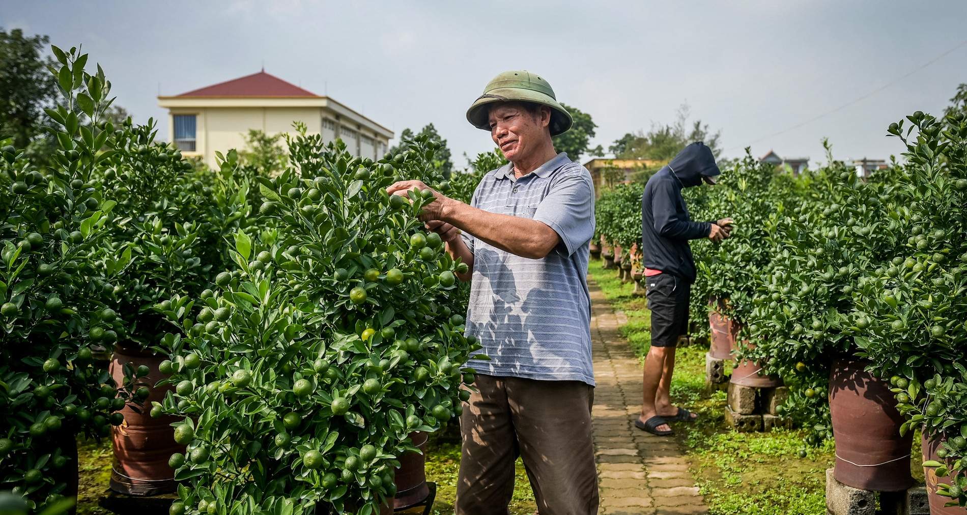 Thủ phủ quất Tết ở Ninh Bình ‘cháy hàng’ từ tháng 9, nhà vườn thắng lớn