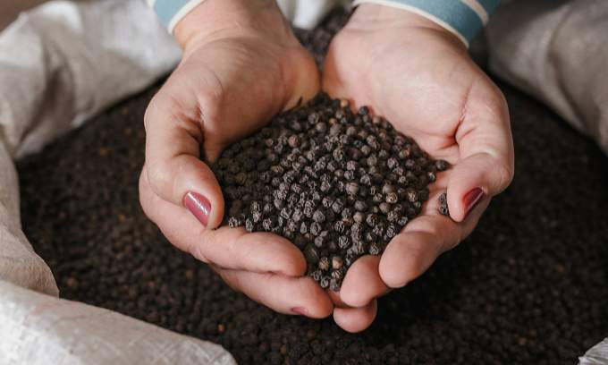 Vietnam earns over .5B from pepper export in 11 months Vietnam earns over .5B from pepper export in 11 months