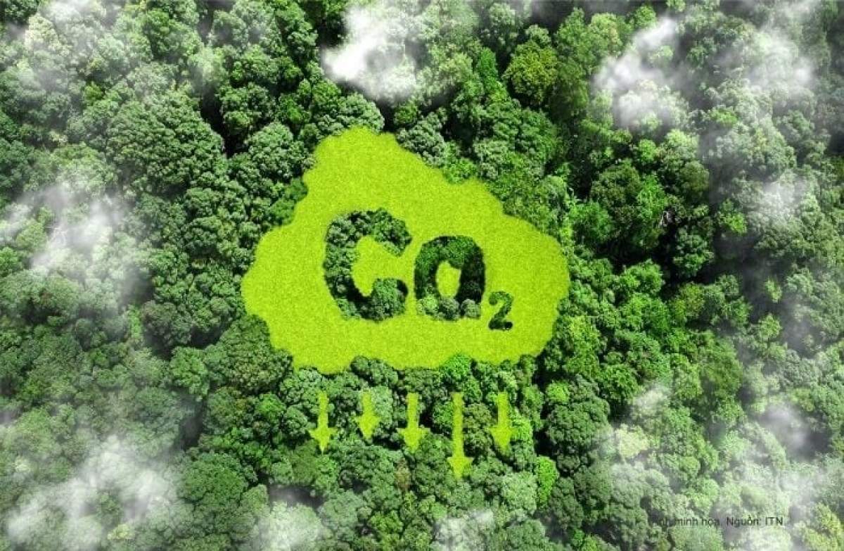 Vietnam’s forest carbon credits draw global interest Vietnam’s forest carbon credits draw global interest