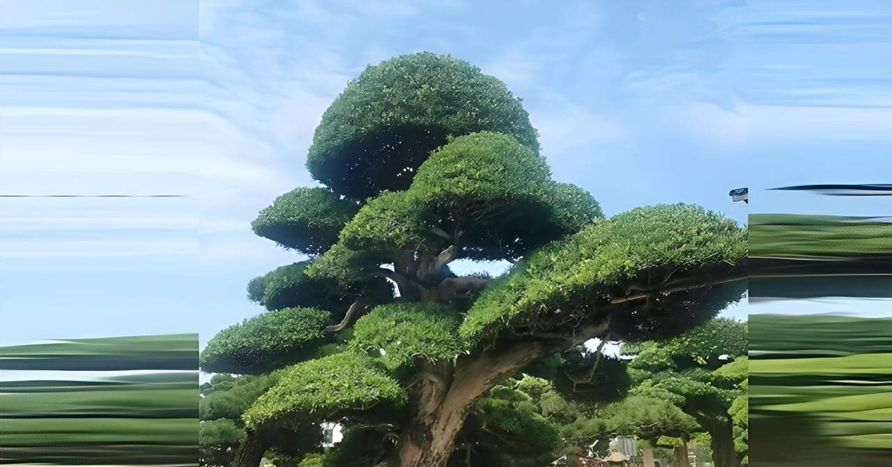 Không chỉ Kim tiền, đây là 4 loại cây phong thủy dễ trồng, hợp người bận rộn