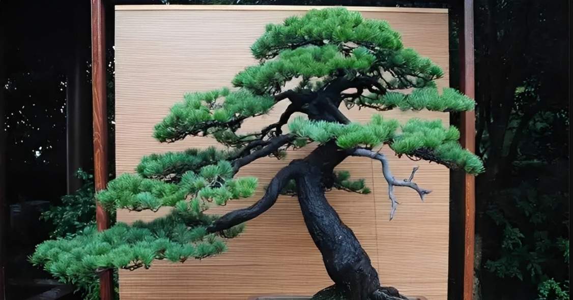 Vị trí trồng Tùng la hán giúp nhà cửa thông thoáng, cảnh quan đẹp mắt