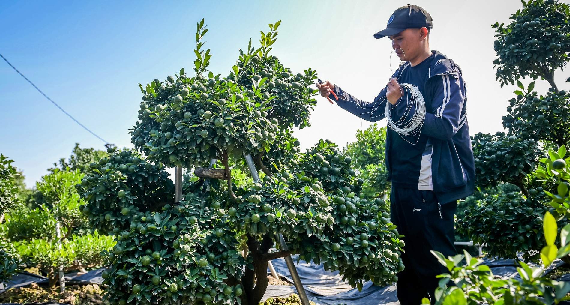 Cây quất ‘tam đa’ hơn 10 năm tuổi được thuê 30 triệu đồng chơi Tết