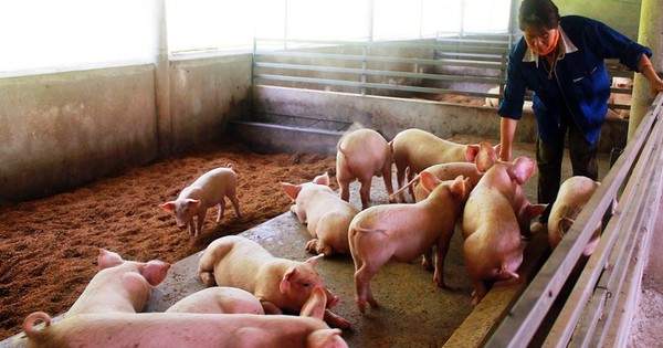 Chủ tịch UBND tỉnh Cà Mau có chỉ đạo “nóng” liên quan an toàn thực phẩm dịp Tết