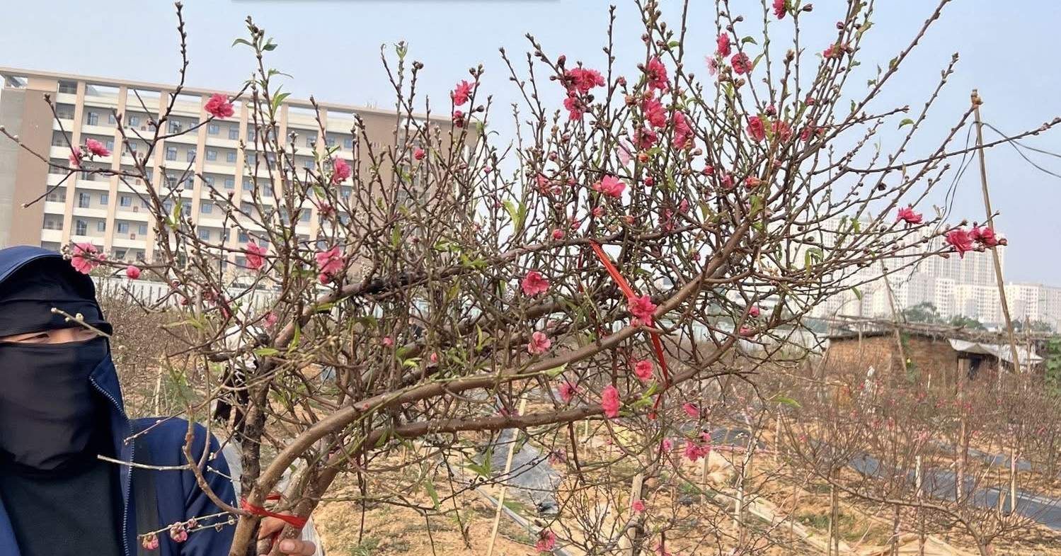 Đào huyền tấp nập khách mua, chưa Tết Bính Ngọ dân buôn đã chốt bán nghìn cành