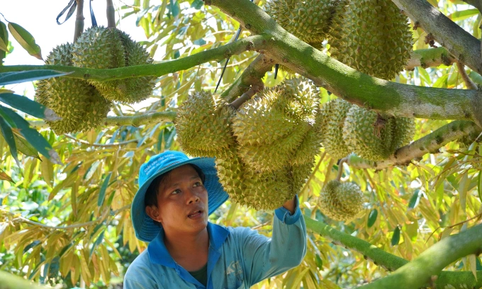 Durian exports soar to record .8B