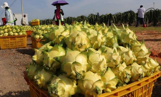 Vietnam’s dragon fruit exports tumble to 11-year low