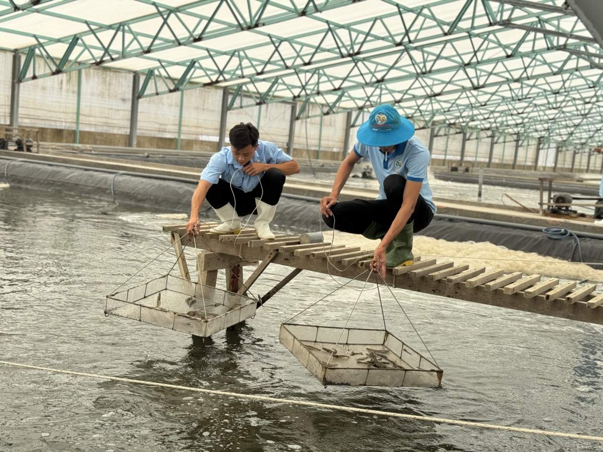 Vietnam’s seafood exports surpass  billion in 2025