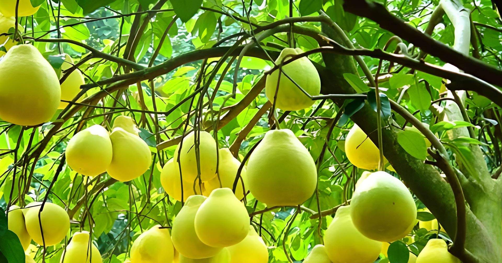 Ý nghĩa phong thuỷ của cây bưởi và cách chăm sóc