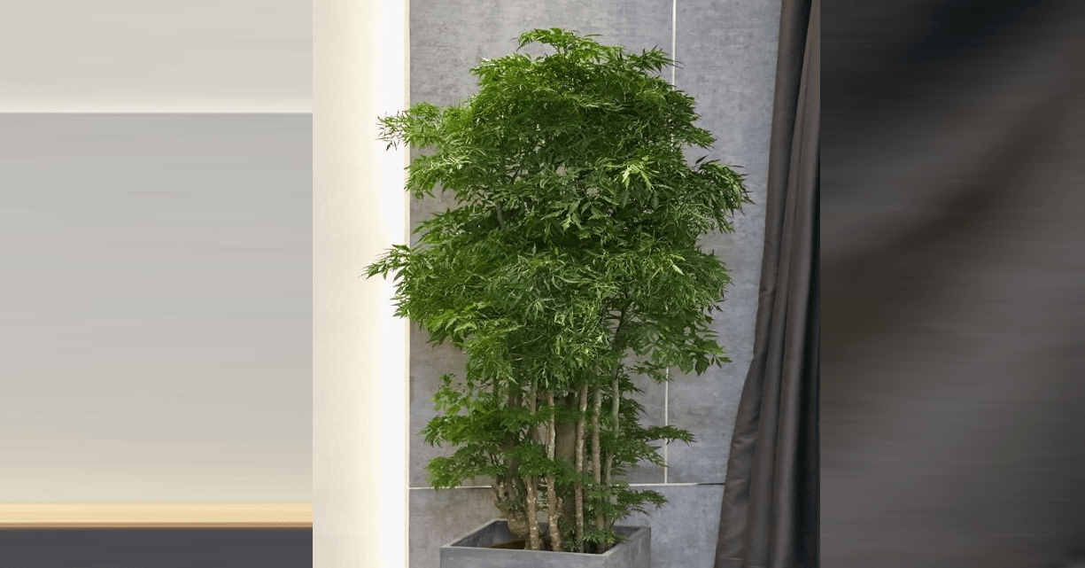 Ý nghĩa phong thuỷ và cách trồng