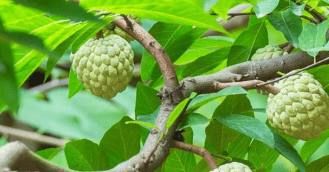 Ý nghĩa phong thuỷ và cách trồng, chăm sóc cây na