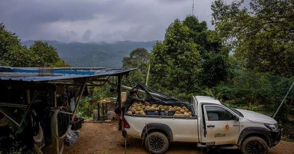 Đua nhau trồng ‘sản vật trời ban’, nông dân nước Đông Nam Á nay lao đao vì Trung Quốc giảm mua, giá rớt thê thảm, Thái Lan có thể là ‘nạn nhân’ kế tiếp