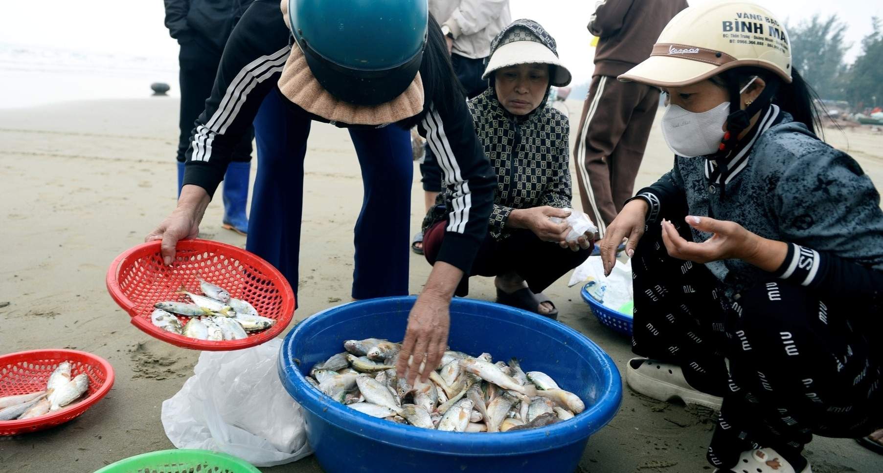 Loài cá thân mềm giá tới 1 triệu đồng/kg đầu năm ‘cháy hàng’