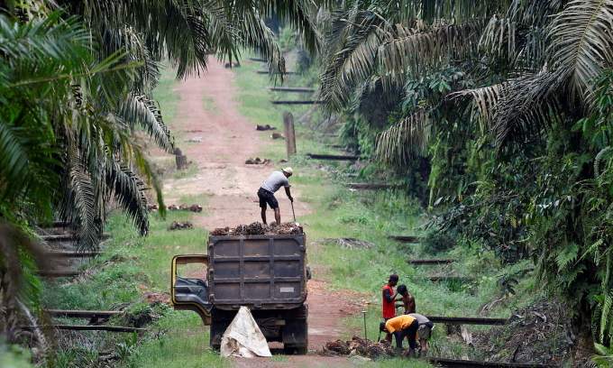 Palm oil producer Genting Plantation’s profits slashed by Indonesia’s fine