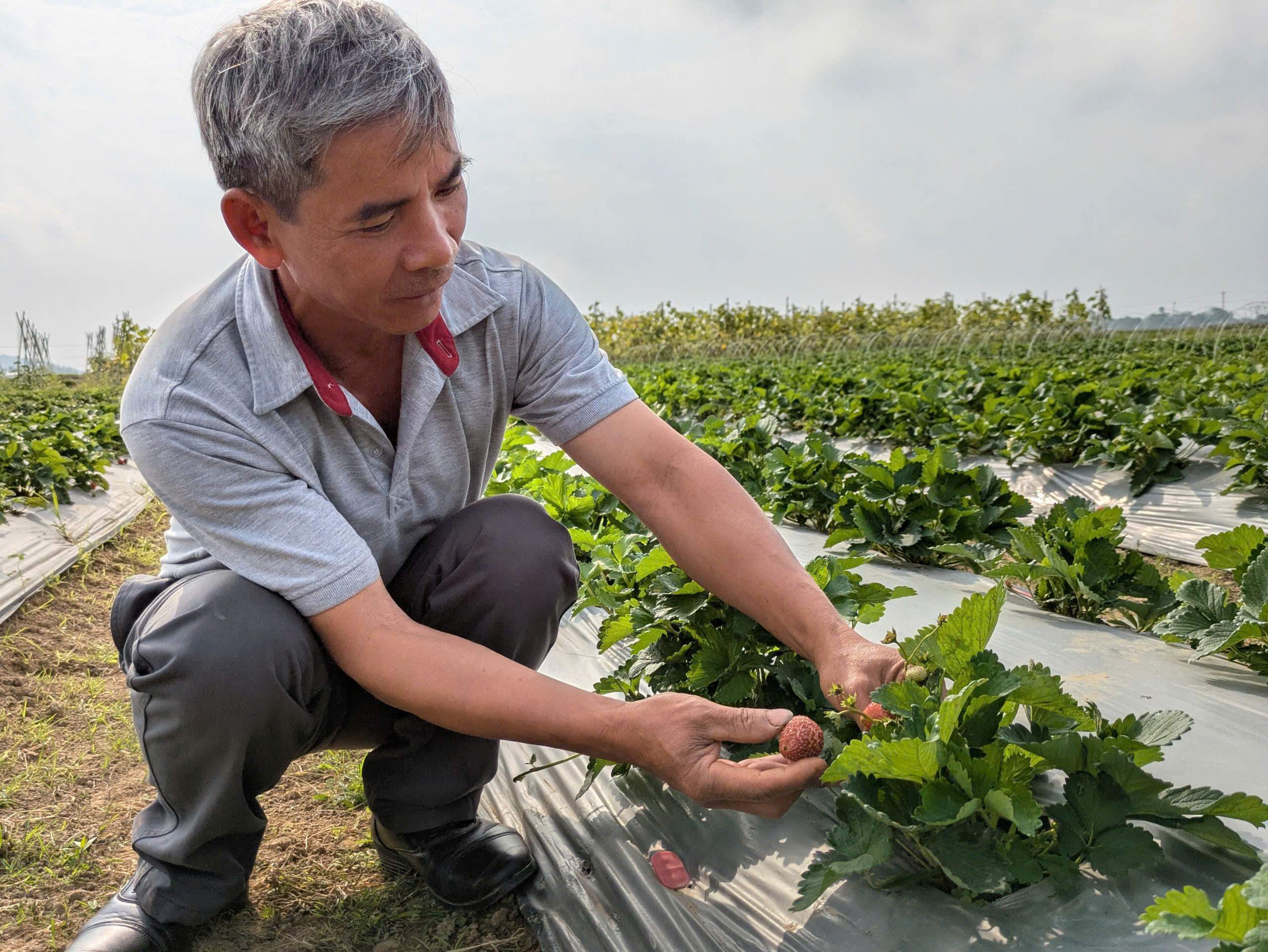 Thanh Hóa: Khi ruộng đồng ở Hoằng Hóa “bắt sóng” công nghệ Thanh Hóa: Khi ruộng đồng ở Hoằng Hóa “bắt sóng” công nghệ