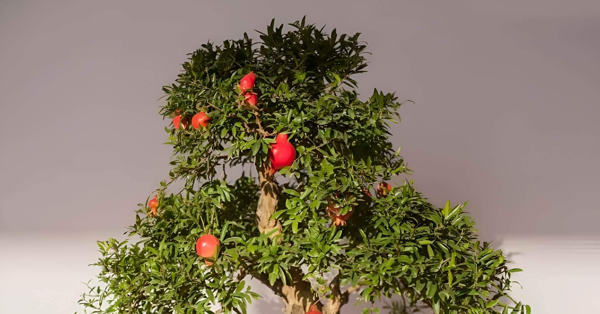 4 chậu bonsai nhỏ xinh vừa làm cảnh vừa hút tài lộc cho căn hộ