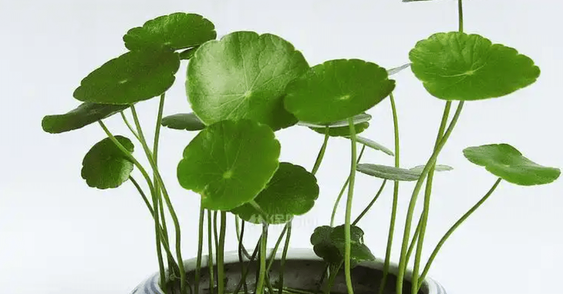 Dễ trồng, hút tài lộc, giúp không gian bừng sức sống