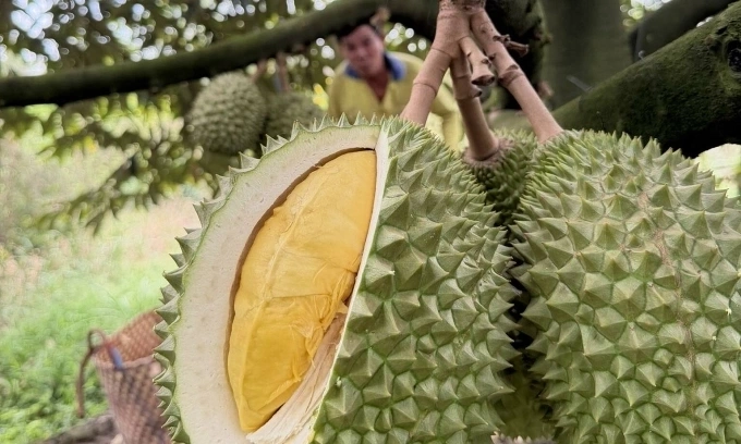 Durian, lobster exports to China soar
