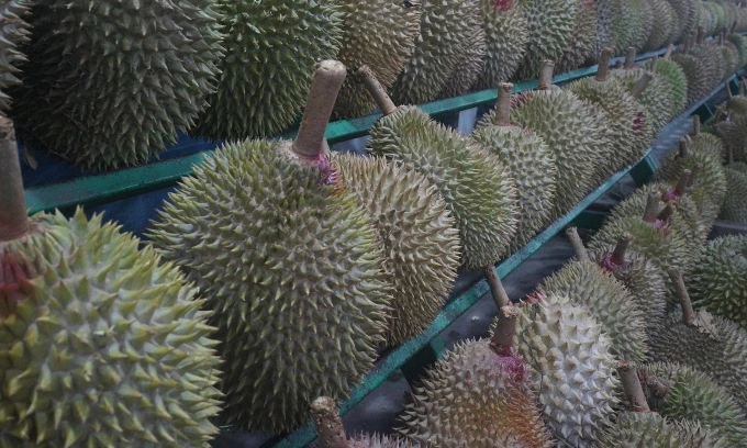 Indonesia offers free durians to spur Gen Z’s interest in marriage Indonesia offers free durians to spur Gen Z’s interest in marriage