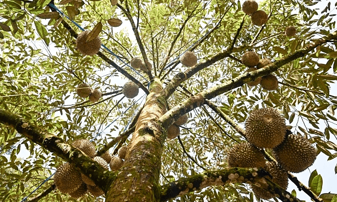 Malaysia’s durian tourism on the rise, fueled by social media and Chinese demand