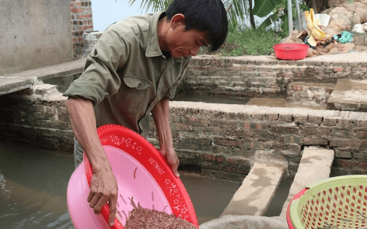 Nông dân Hải Phòng thu 25 tỷ/năm nhờ nuôi loài vật bò “nhung nhúc” dày đặc, kéo cả du khách đến vớt
