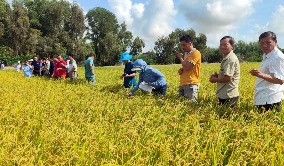 Partnership advances climate-smart rice value chains Partnership advances climate-smart rice value chains