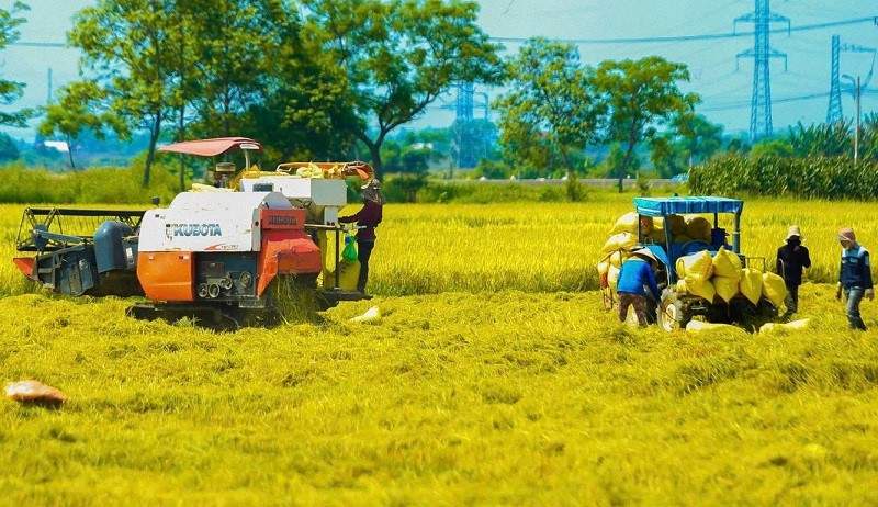 Tập trung giải pháp linh hoạt điều hành sản xuất, tiêu thụ gạo