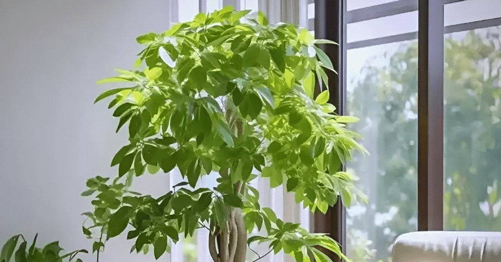 4 cây phong thủy hợp mệnh Mộc, giúp thu hút tài lộc và bình an