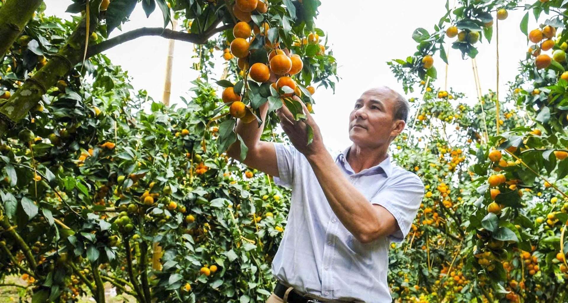 Bỏ vải thiều trồng cam, bưởi VietGAP, nông dân Bắc Ninh thu tiền tỷ