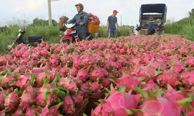 Dragon fruit exports to Thailand, Middle East jump Dragon fruit exports to Thailand, Middle East jump