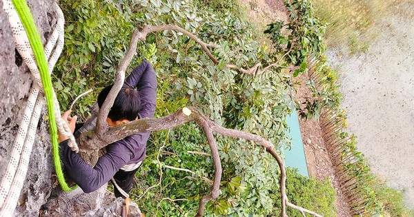 Kiểm lâm thu giữ hàng trăm cây cảnh muội hồng, phạt tiền cả trăm triệu đồng Kiểm lâm thu giữ hàng trăm cây cảnh muội hồng, phạt tiền cả trăm triệu đồng