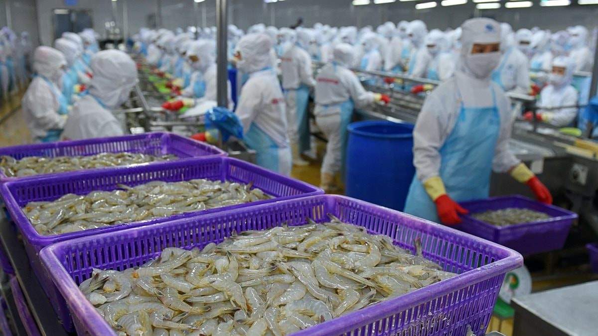 Từng được kỳ vọng lãi gấp đôi ‘sau 1 đêm’, đại gia tôm Việt Nam ‘nhịn’ lãi, quyết không hoàn nhập dự phòng giữa đòn bão thuế của Mỹ
