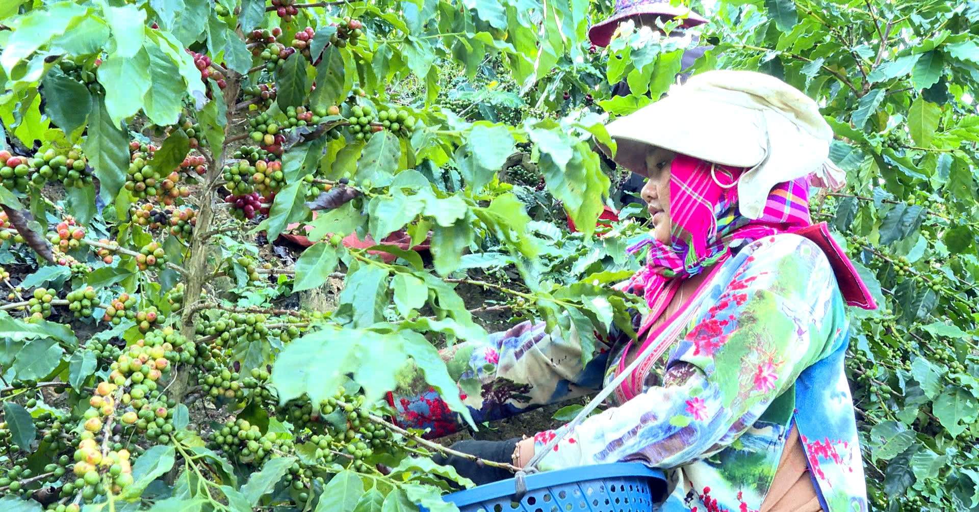 Nỗi lo sinh kế khi gieo ‘vàng đen’ và phao cứu sinh của nông dân Điện Biên