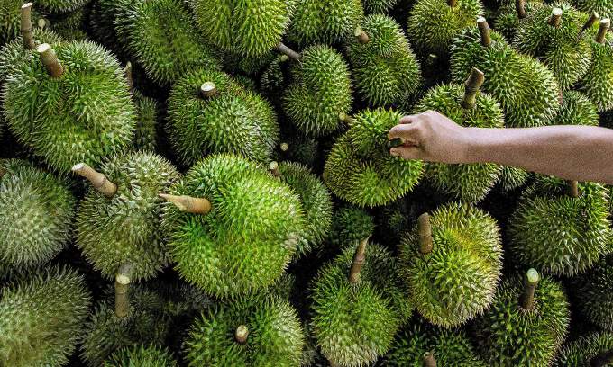 Thailand’s  durian livestream sales spark backlash amid potential glut