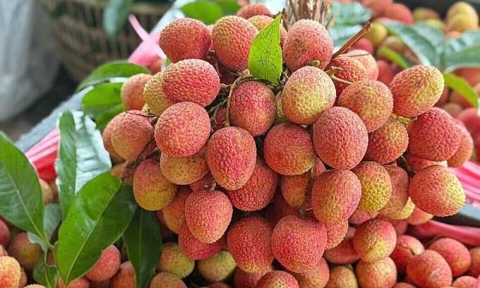 Vietnam’s lychee output set to plunge this year